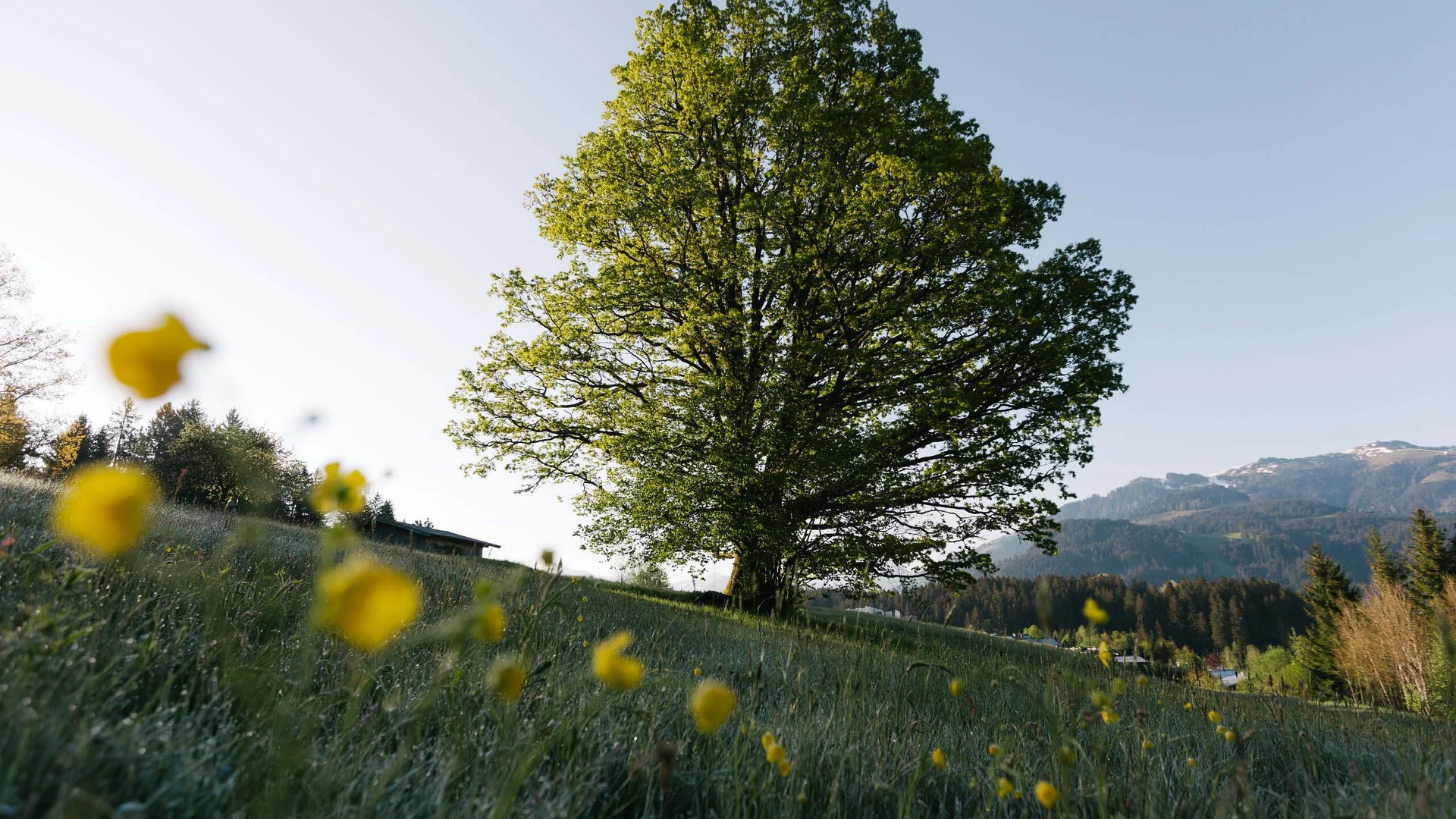Den Frühling im Schlosshotel Kitzbühel verbringen