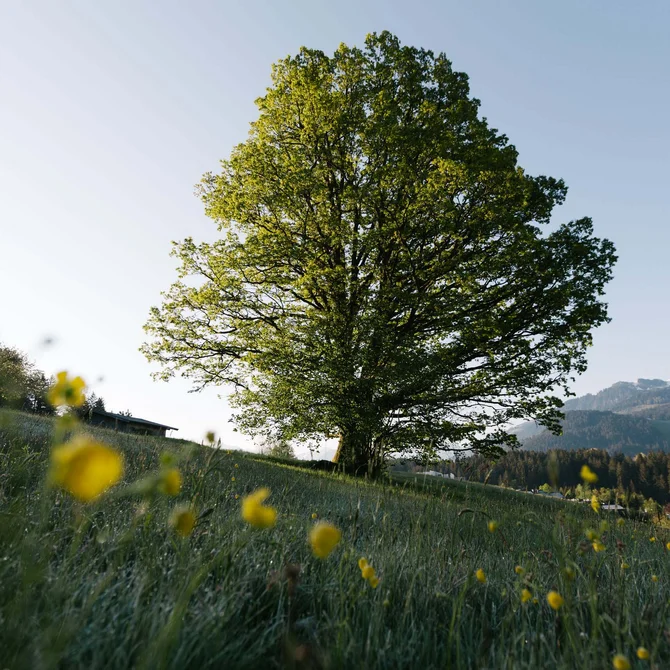 Den Frühling im Schlosshotel Kitzbühel verbringen