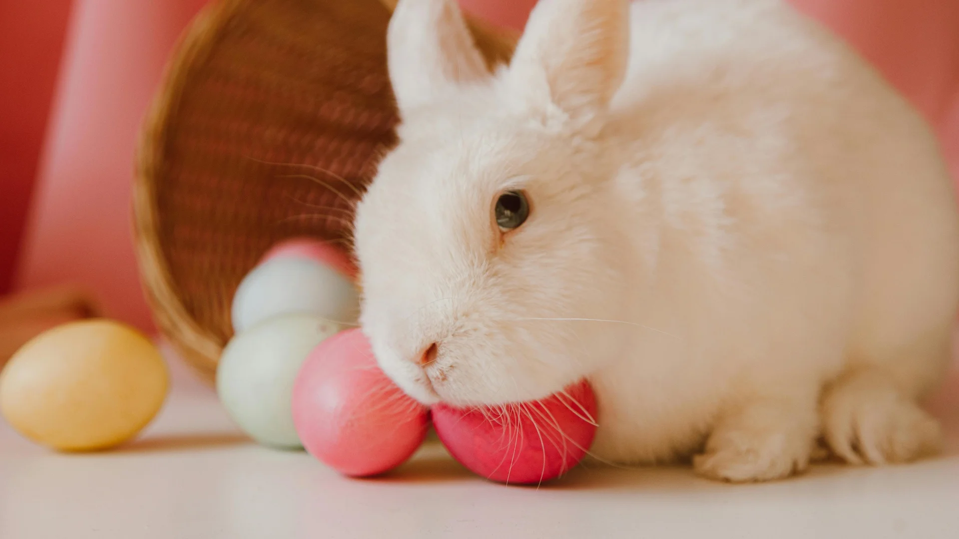 White rabbit with colorful Easter eggs near a tipped basket