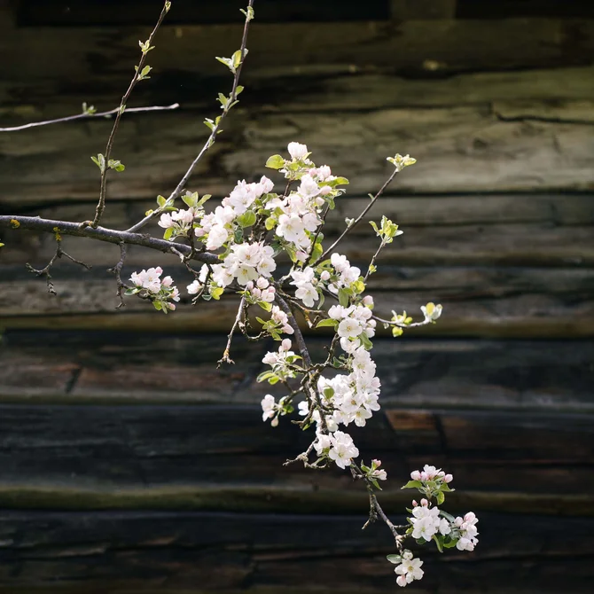 Den Frühling im Schlosshotel Kitzbühel verbringen